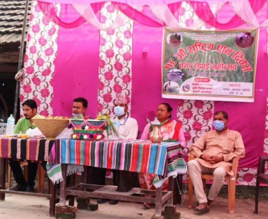 कञ्चनपुरको बेलौरीमा मनाइयो  राष्ट्रिय धान दिवस तथा रोपाइ महोत्सव